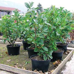 Татьяна Дорошенко - Целебные растения