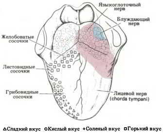 Флойд Блум, Арлайн Лейзерсон и др. - Мозг, разум и поведение