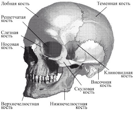 Андрей Чернявский, Дмитрий Ковальчук - Краткий справочник необходимых знаний
