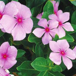 Татьяна Дорошенко - Целебные растения