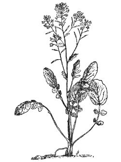 Александр Хаиль - Райский сад на дачном участке. Самые красивые растения,...