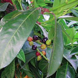 Татьяна Дорошенко - Целебные растения