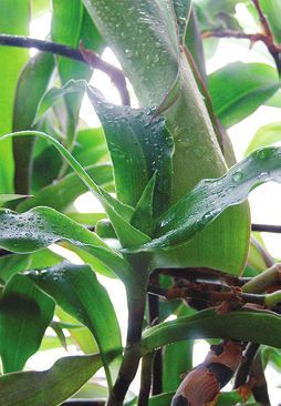 Татьяна Дорошенко - Целебные растения