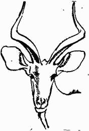 Игорь Акимушкин - Следы невиданных зверей