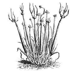 Александр Хаиль - Райский сад на дачном участке. Самые красивые растения,...