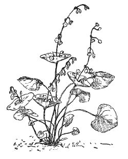 Александр Хаиль - Райский сад на дачном участке. Самые красивые растения,...