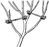 Алексей Кушлак - Формирование и обрезка плодового сада