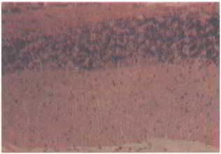 Флойд Блум, Арлайн Лейзерсон и др. - Мозг, разум и поведение