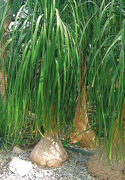 Татьяна Дорошенко - Целебные растения