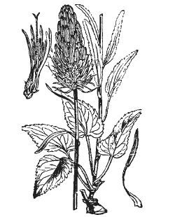 Александр Хаиль - Райский сад на дачном участке. Самые красивые растения,...