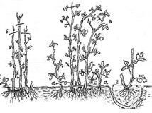 Алексей Кушлак - Формирование и обрезка плодового сада