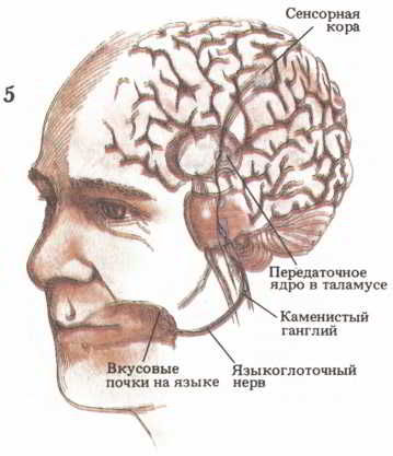 Флойд Блум, Арлайн Лейзерсон и др. - Мозг, разум и поведение