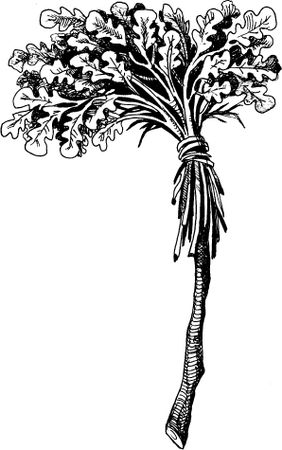 Всеволод Костров - Когда зацветёт папоротник