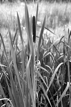 Александр Хаиль - Райский сад на дачном участке. Самые красивые растения,...