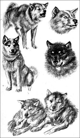 Наоми Уэмура - Один на один с Севером