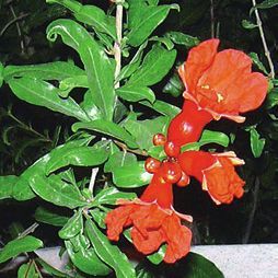 Татьяна Дорошенко - Целебные растения