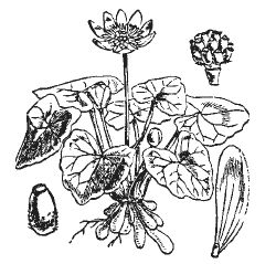 Александр Хаиль - Райский сад на дачном участке. Самые красивые растения,...
