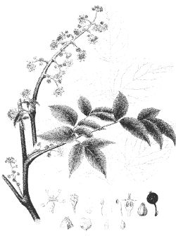 Александр Хаиль - Райский сад на дачном участке. Самые красивые растения,...