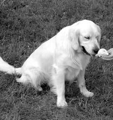 Марина Куропаткина - Ретриверы