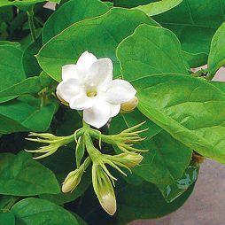 Татьяна Дорошенко - Целебные растения