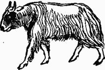 Следы невиданных зверей