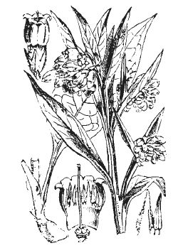 Александр Хаиль - Райский сад на дачном участке. Самые красивые растения,...