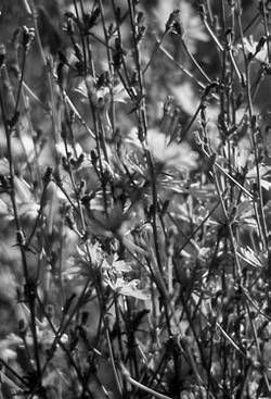 Александр Хаиль - Райский сад на дачном участке. Самые красивые растения,...