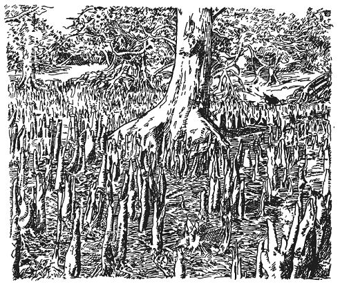 Альфред Уоллес - Тропическая природа