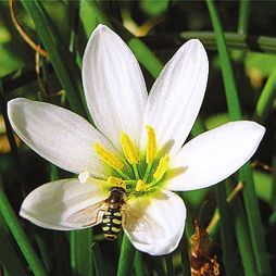 Татьяна Дорошенко - Целебные растения