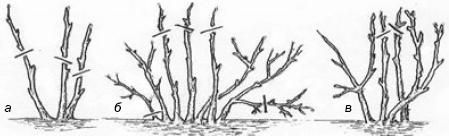 Формирование и обрезка плодового сада