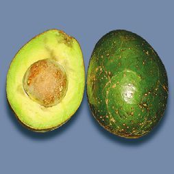 Татьяна Дорошенко - Целебные растения