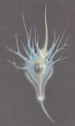 Флойд Блум, Арлайн Лейзерсон и др. - Мозг, разум и поведение