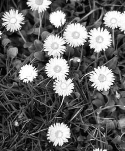 Александр Хаиль - Райский сад на дачном участке. Самые красивые растения,...