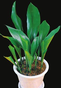 Татьяна Дорошенко - Целебные растения