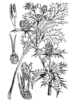 Александр Хаиль - Райский сад на дачном участке. Самые красивые растения,...