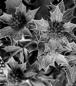 Александр Хаиль - Райский сад на дачном участке. Самые красивые растения,...