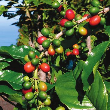 Татьяна Дорошенко - Целебные растения