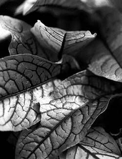 Александр Хаиль - Райский сад на дачном участке. Самые красивые растения,...