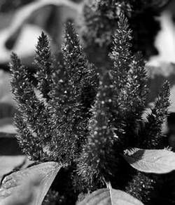 Александр Хаиль - Райский сад на дачном участке. Самые красивые растения,...