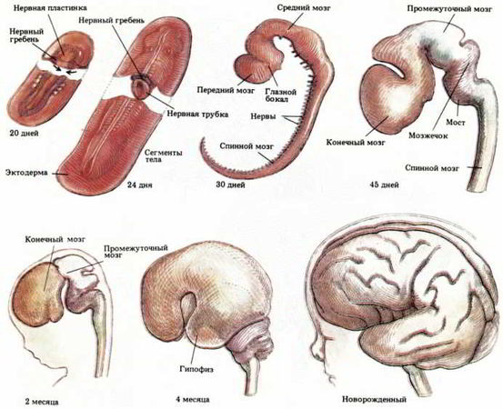 Флойд Блум, Арлайн Лейзерсон и др. - Мозг, разум и поведение
