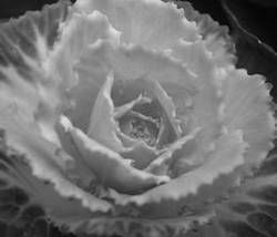 Александр Хаиль - Райский сад на дачном участке. Самые красивые растения,...