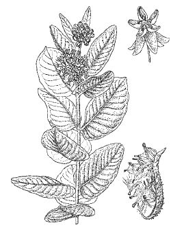 Александр Хаиль - Райский сад на дачном участке. Самые красивые растения,...