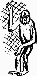 Игорь Акимушкин - Следы невиданных зверей