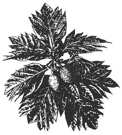 Альфред Уоллес - Тропическая природа