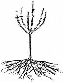 Алексей Кушлак - Формирование и обрезка плодового сада