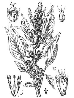Александр Хаиль - Райский сад на дачном участке. Самые красивые растения,...