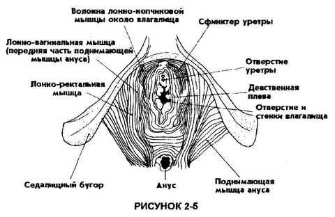 Мантэк Чиа, Мэниван Чиа - Совершенствование женской сексуальной энергии