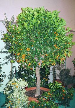 Татьяна Дорошенко - Целебные растения