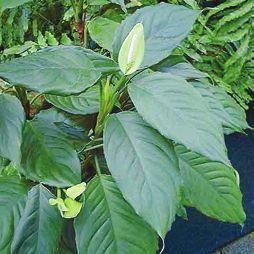 Татьяна Дорошенко - Целебные растения