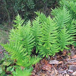 Татьяна Дорошенко - Целебные растения